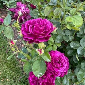 Meet your Posher, Laurie